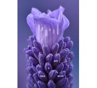 Only the Scent of You Remained