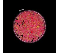 Opale rosso rosa schiacciato pietra preziosa grossa polvere tutte le dimensio...