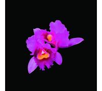 Opeth Orchid (CD) Album