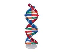 OPPWONG Il Modello di DNA Umano a Doppia Spirale Assembla un Giocattolo con Colori Vivaci per L'educazione Scientifica dei Bambini - Modello 3D