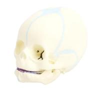 OPPWONG Strumento di Visualizzazione di Anatomia Durevole per Modello di Teschio a Grandezza Naturale per Insegnare Agli Studenti Materiale Didattico in PVC