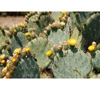 Opuntia robusta gigante Fico d'india Seeds