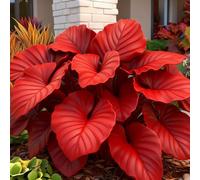 (OPVDJD) acquistare Hosta/Hosta rizomi/perenne resistente all'inverno-rumoroso profumato, perfetto per composizioni floreali e regali-10 rizomi-B