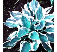 (OPVDJD) acquistare Hosta/Hosta rizomi/perenne resistente all'inverno-rumoroso profumato, perfetto per composizioni floreali e regali-10 rizomi-H