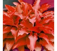 (OPVDJD) acquistare Hosta/Hosta rizomi/perenne resistente all'inverno-rumoroso profumato, perfetto per composizioni floreali e regali-10 rizomi-E