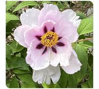 (OPVDJD) acquistare peonie durature invernali Facile da coltivare/Abbellire l'ambiente/Alto valore ornamentale 3 rizomi-D
