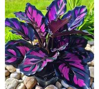 (OPVDJD) comprare Hosta/Hosta rizomi/Perenne inverno-alto valore ornamentale/Abbellire l'ambiente/Resistente al freddo-4 rizomi-G