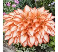 (OPVDJD) comprare Hosta/Hosta rizomi/Perenne inverno-alto valore ornamentale/Abbellire l'ambiente/Resistente al freddo-8 rizomi-D