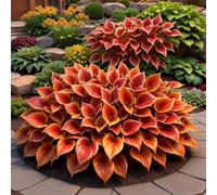 (OPVDJD) comprare Hosta/Hosta rizomi/Perenne inverno-alto valore ornamentale/Abbellire l'ambiente/Resistente al freddo-10 rizomi-H