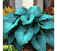 (OPVDJD) comprare Hosta/Rizomi Hosta/Perenne inverno-alto valore ornamentale/Abbellire l'ambiente/Resistente al freddo-15 rizomi-B
