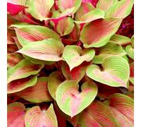 (OPVDJD) comprare Hosta/Rizomi Hosta/Perenne Inverno Decorare l'ambiente/Resistente al freddo/Alto valore ornamentale 8 rizomi-B