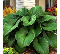 (OPVDJD) comprare Hosta/Rizomi Hosta/Perenne inverno resistente abbellimento ambiente/Resistente al freddo/Alto valore ornamentale 6 rizomi-G