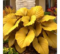 (OPVDJD) comprare Hosta/Rizomi Hosta/Perenne inverno resistente abbellire l'ambiente/Resistente al freddo/Alto valore ornamentale 6 rizomi-D