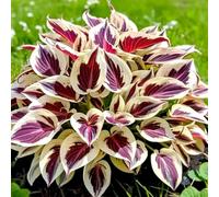 (OPVDJD) comprare Hosta/Rizomi Hosta/Perenne resistente al freddo/Alto valore ornamentale/Abbellire l'ambiente circostante-15 rizomi-G