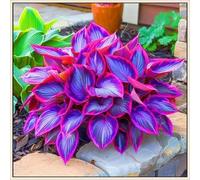 (OPVDJD) comprare Hosta/Rizomi Hosta/Perenne resistente al freddo/Alto valore ornamentale/Abbellire l'ambiente circostante-10 rizomi-D