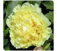 (OPVDJD) Comprare peonie/peonie resistenti all'inverno perenne-rumoroso profumato, perfetto per composizioni floreali e regali-4 rizomi-D