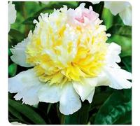 (OPVDJD) Comprare peonie/Resistente all'inverno Perenne Perfetto per composizioni floreali e regali,Rizomi-A profumato 2 Rizomi-A