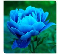 (OPVDJD) Comprare peonie/Resistenti perenni perfetti per composizioni floreali e regali,Rizomi-D