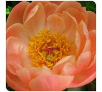 (OPVDJD) Comprare peonie/Resistenti perenni perfetti per composizioni floreali e regali,Rumoroso profumato 4 rizomi-F