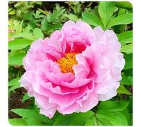(OPVDJD) Comprare peonie/Rizomi di peonie/Regalo sorpreso perenne resistente/Crescita veloce/Bella decorazione da giardino-5 rizomi-G