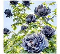 (OPVDJD) Comprare peonie/Rizomi di peonie/Regalo sorpreso perenni resistente/Crescita veloce/Bella decorazione da giardino-2 rizomi-H