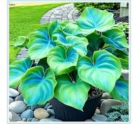 OPVDJD Hostas/Rizoma Hosta-Perfetto per chi è sempre indaffarato/Richiede poca manutenzione-8 Rhizome-G