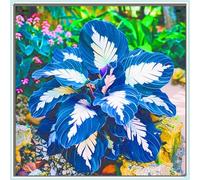 OPVDJD Hostas/Rizoma Hosta-Perfetto per chi è sempre indaffarato/Richiede poca manutenzione/Tubero resistente/Decorazione da giardino.-10 Rhizome-G