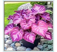 OPVDJD Hostas/Rizoma Hosta-Perfetto per chi è sempre indaffarato/Richiede poca manutenzione/Tubero resistente/Decorazione da giardino.-8 Rhizome-B