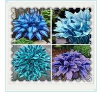 OPVDJD Hostas/Rizoma Hosta-Perfetto per chi è sempre indaffarato/Richiede poca manutenzione/Tubero resistente/Decorazione da giardino.-8 Rhizome-F