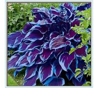 OPVDJD Hostas/Rizoma Hosta-Richiede poca manutenzione, perfetto per chi è sempre indaffarato.-10 Rhizome-D