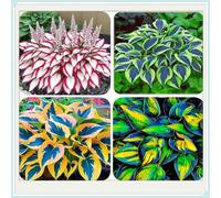 OPVDJD Hostas/Rizoma Hosta-Richiede poca manutenzione/Perfetto per chi è sempre indaffarato.-4 Rhizome-E