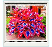 OPVDJD Hostas/Rizoma Hosta-Richiede poca manutenzione/Tubero resistente/Decorazione da giardino/Perfetto per chi è sempre indaffarato-15 bulbi-G