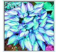 OPVDJD Hostas/Rizoma Hosta-Richiede poca manutenzione/Tubero resistente/Decorazione da giardino/Perfetto per chi è sempre indaffarato-8 bulbi-E