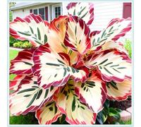 OPVDJD Hostas/Rizoma Hosta-Richiede poca manutenzione/Tubero resistente/Decorazione da giardino/Perfetto per chi è sempre indaffarato-6bulbi-C