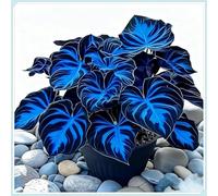 OPVDJD Hostas/Rizoma Hosta-Tubero resistente/Decorazione da giardino/Perfetto per chi è sempre indaffarato/Richiede poca manutenzione-6bulbi-H