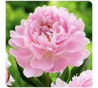 (OPVDJD) Peonie acquistare Winterhart paesaggistica/Rizomi eleganti/Rizomi fioriti/Rizomi resistenti all'inverno-4 rizomi-F