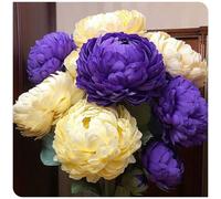 (OPVDJD) peonie comprare paesaggistica resistente/rizomi eleganti/rizomi fiorituri/rizomi resistenti invernali 5 rizomi-D