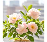 (OPVDJD) Peonie comprare-Rizomi Winterhart/Paesaggio/Rizomi eleganti/Rizomi fiorituri-4 rizomi-E