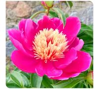 (OPVDJD) Peonie comprare-Rizomi Winterhart/Paesaggio/Rizomi eleganti/Rizomi fiorituri-5 rizomi-H