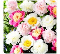 (OPVDJD) Peonie/Perenne Resistente Alti Valore Ornamentale/Facile da coltivare/Abbellire l'ambiente circostante-5 rizomi-F