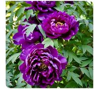 (OPVDJD) Peonie/Perenne Resistente Alti Valore Ornamentale/Facile da coltivare/Abbellire l'ambiente circostante-5 rizomi-A