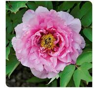 (OPVDJD) Peonie -Rizomi Fiorituri/Rizomi Winterhart/Paesaggio/Elegante rizomi-1 rizomi-E
