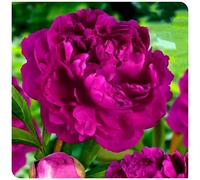 (OPVDJD) Peonie -Rizomi Fiorituri/Rizomi Winterhart/Paesaggio/Rizome-1 Rizomi-B