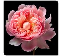 (OPVDJD) peonie rizomi resistenti all'inverno - Illumina l'ambiente/Alto valore ornamentale/Facile da coltivare-5 rizomi-B