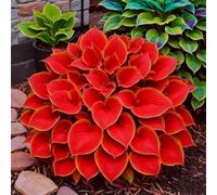 OPVDJD Rizoma Hosta/Hosta-Colore Vivido/Decorazione per Casa e Giardino/Per Ogni Spazio/Resistente e Facile da Curare-10 Rhizome-D