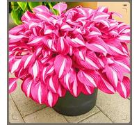 OPVDJD Rizoma Hosta/Hosta-Perfetto per chi è sempre indaffarato/Richiede poca manutenzione-4 Rhizome-F