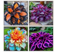 OPVDJD Rizoma Hosta/Hosta-Richiede poca manutenzione/Perfetto per chi è sempre indaffarato.-4 Rhizome-G