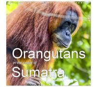 Orangutans in the Jungle of Sumatra (Wall Calendar 2026 12" x 24" / 30 x 60 cm (aperto) Calvendo 12 Month Wall Calendar