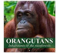 Orangutans Inhabitants of the rainforests (Wall Calendar 2026 12" x 24" / 30 x 60 cm (aperto) CALVENDO 12 Month Wall Calendar
