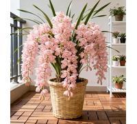 Orchidea Cymbidium dal profumo intenso - Facile da coltivare - Fiorisce sia in casa che all'aperto - Adatta ai principianti-3 PCS-I